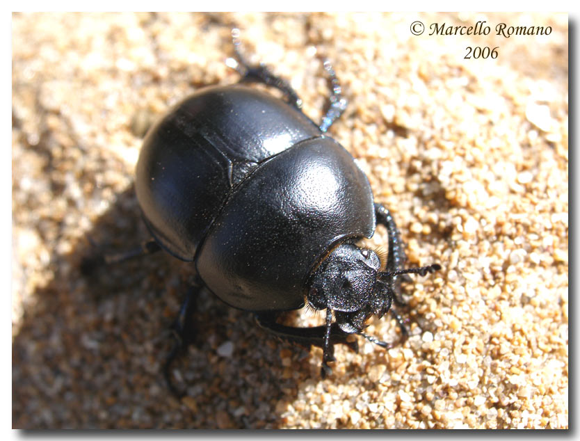 Ritratti (4°): Jekelius marginatus (Col. Geotrupidae)